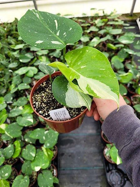 Monstera deliciosa 'Thaï Constellation' - La Plante d'Intérieur