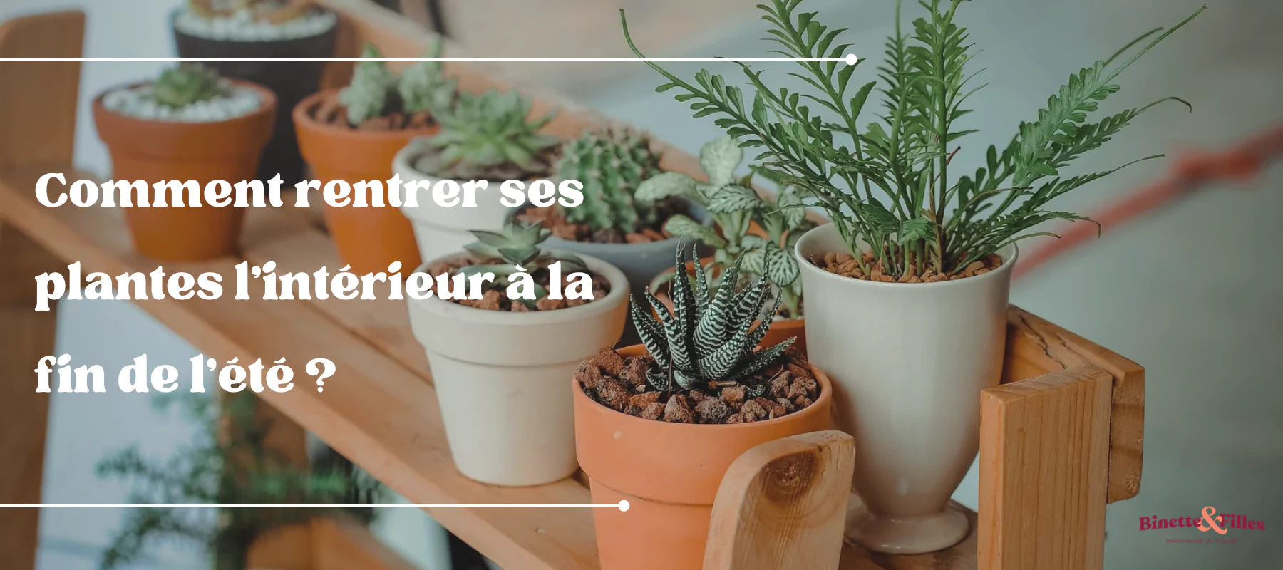 Comment rentrer ses plantes à l'intérieur à la fin de l'été ?