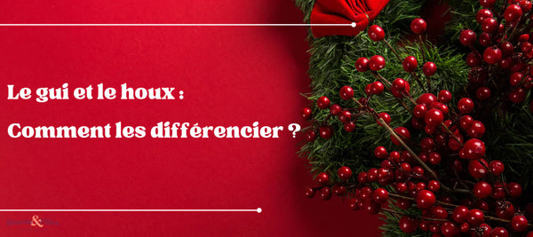 Le gui et le houx : comment les différencier ? | Binette & Filles ...