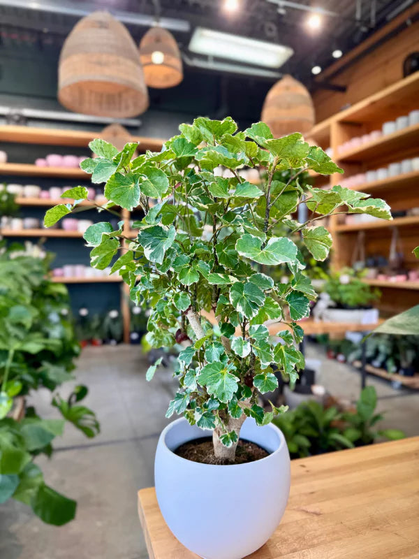 Aralia Fabian - Fleuriste binette &amp; Filles - Montréal