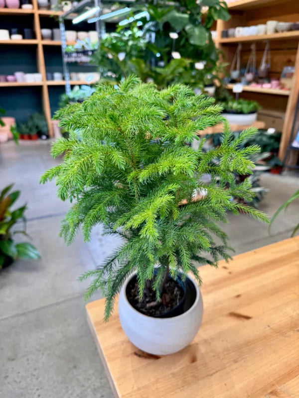 Araucaria - Pin de Norfolk - Fleuriste Binette et filles - Montréal 