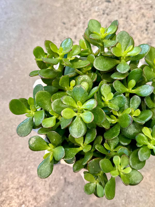 Arbre de Jade - Crassula ovata - Fleuriste Binette &amp; Filles - Montréal