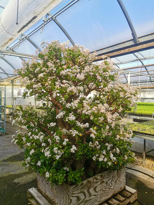 Arbre de Jade - Crassula ovata - Fleuriste Binette &amp; Filles - Montréal