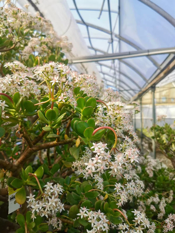 Arbre de Jade - Crassula ovata - Fleuriste Binette &amp; Filles - Montréal