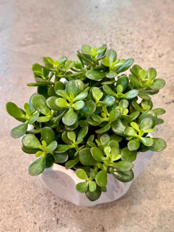 Arbre de Jade - Crassula ovata - Fleuriste Binette &amp; Filles - Montréal