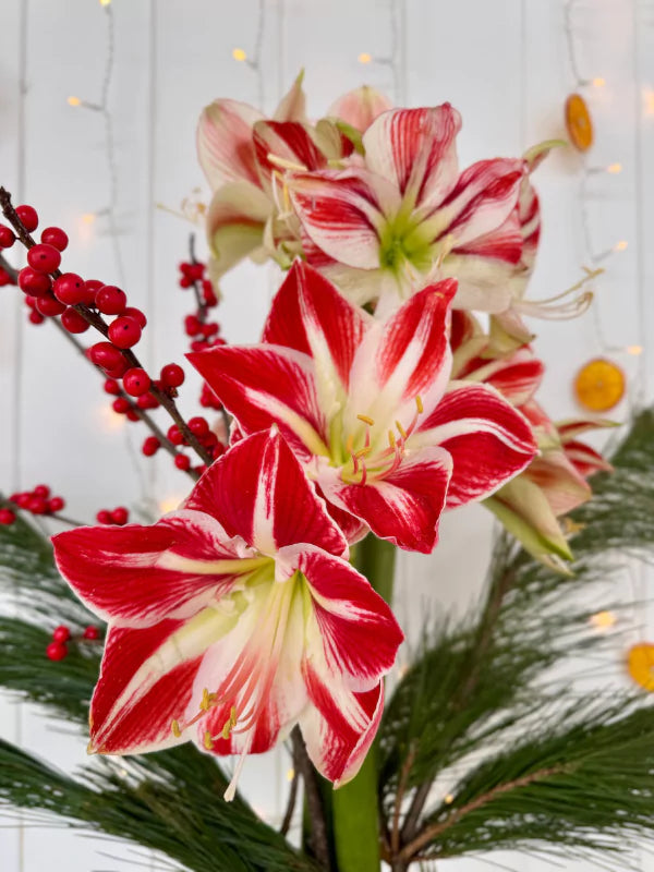 Bouquet d&#39;Amaryllis - Fleuriste Binette &amp; Filles - Montréal