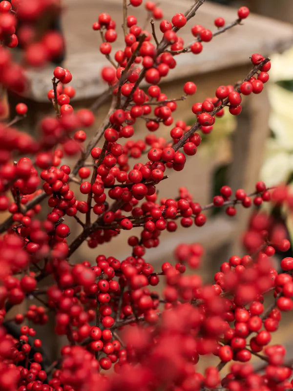 Bouquet d&#39;Ilex rouge - Fleuriste Binette &amp; Filles - Montréal