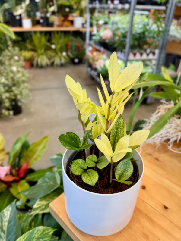 Zamioculcas zamifolia Chameleon - Fleuriste Binette et filles - Montréal 