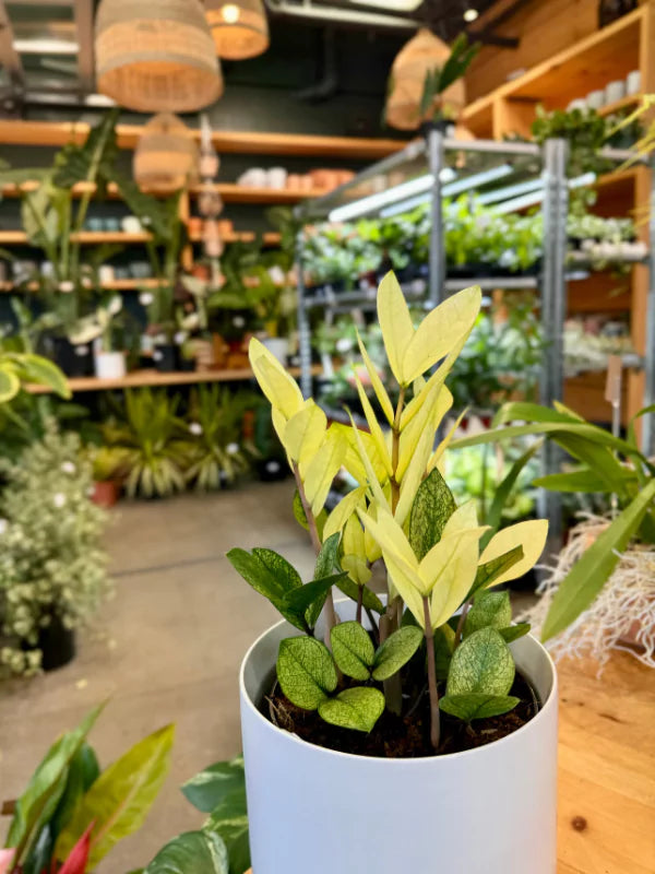 Zamioculcas zamifolia Chameleon - Fleuriste Binette et filles - Montréal 