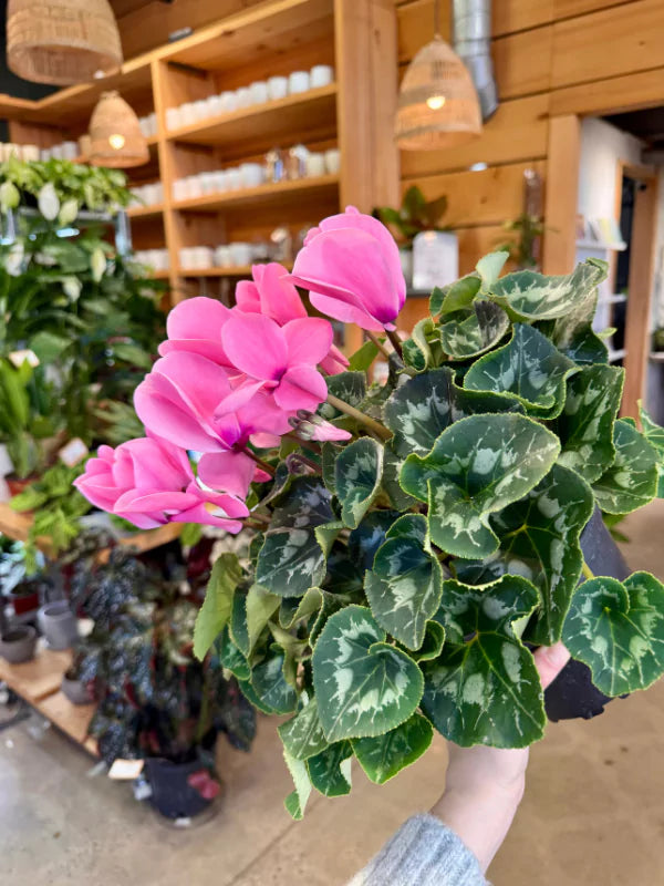 Cyclamen - Fleuriste Binette &amp; Filles - Montréal