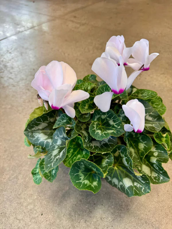 Cyclamen - Fleuriste Binette &amp; Filles - Montréal