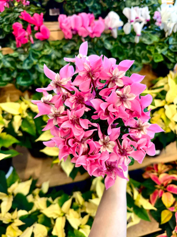 Cyclamen &#39;Djix&#39; - Fleuriste Binette &amp; Filles - Montréal