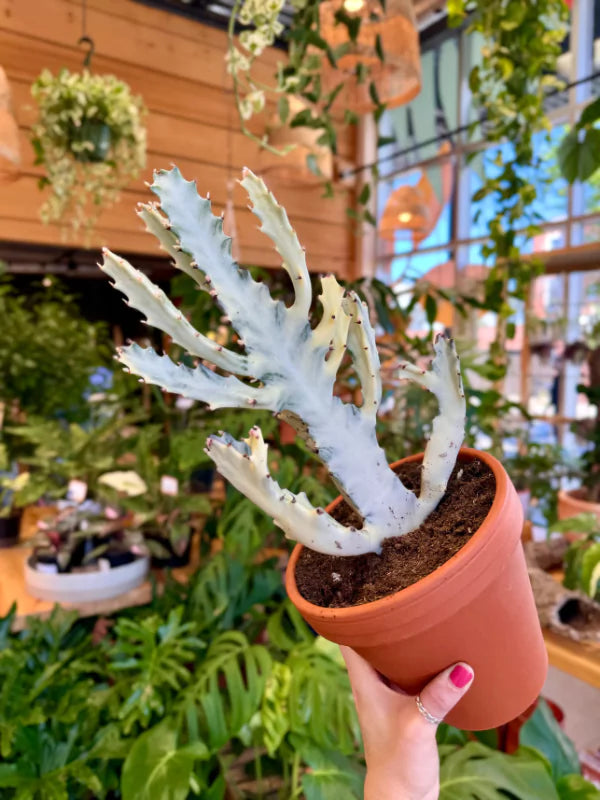 Euphorbia lactea White Ghost - Fleuriste Binette &amp; Filles - Montréal