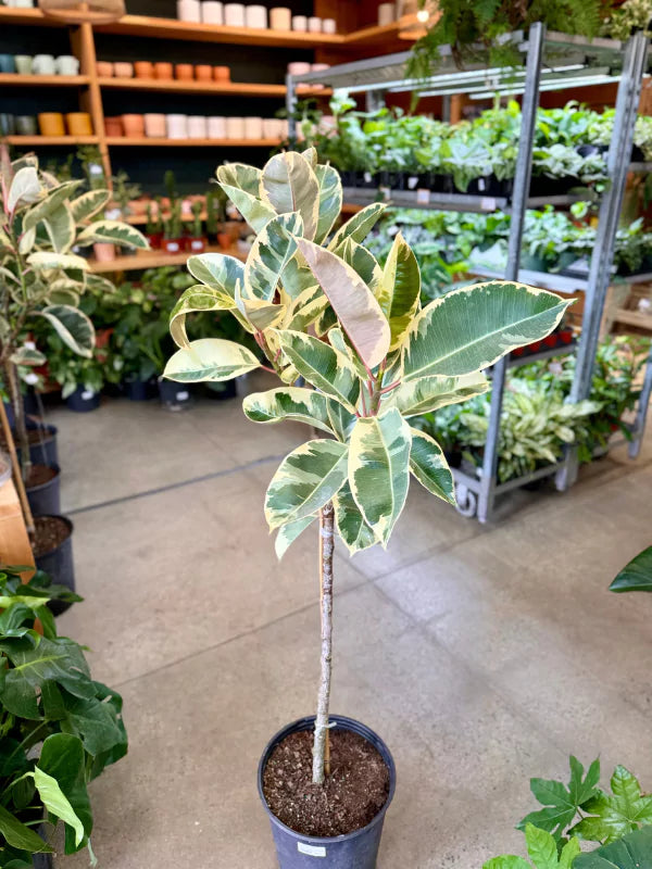 Ficus Tineke en pot de 12&quot; Binette et filles