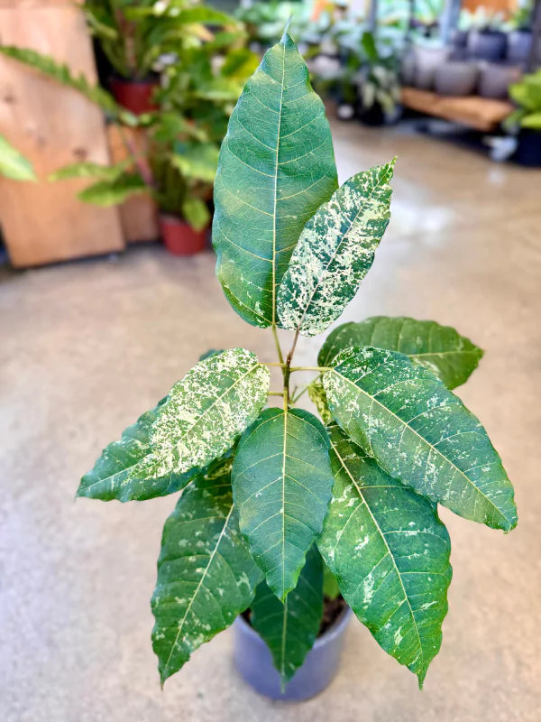 Ficus Aspera Variegata - Fleuriste Binette &amp; Filles - Montréal 