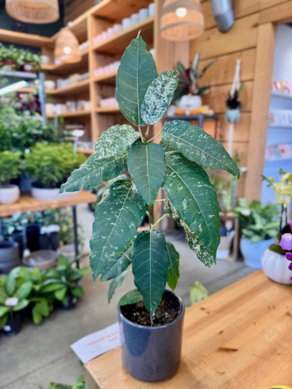 Ficus Aspera Variegata - Fleuriste Binette &amp; Filles - Montréal