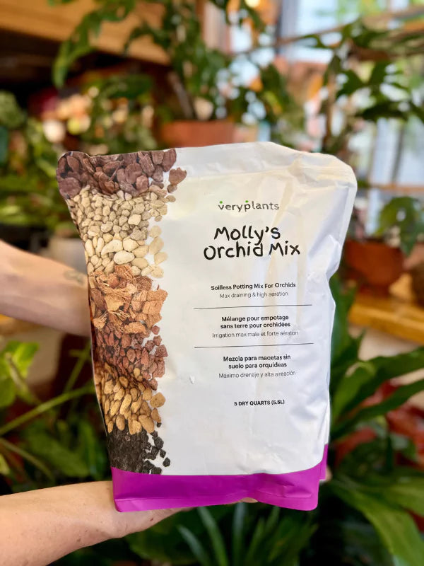 Molly's Orchid Mix - Fleuriste Binette & Filles - Montréal