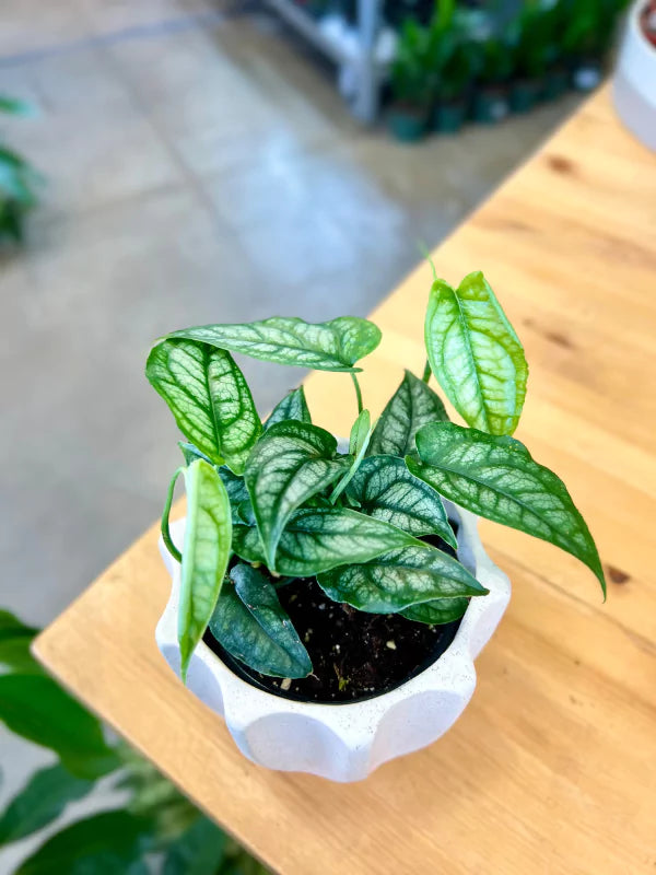 Monstera Siltepecana - Fleuriste Binette &amp; Filles - Montréal