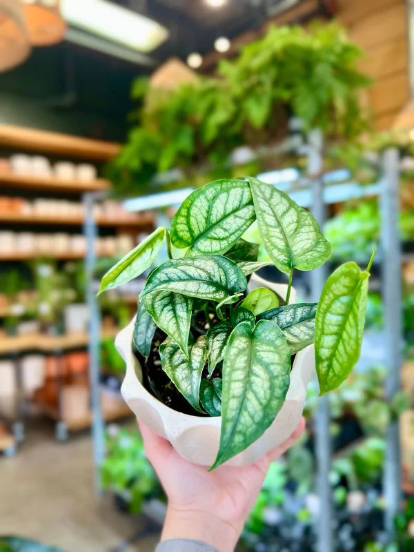 Monstera Siltepecana - Fleuriste Binette &amp; Filles - Montréal