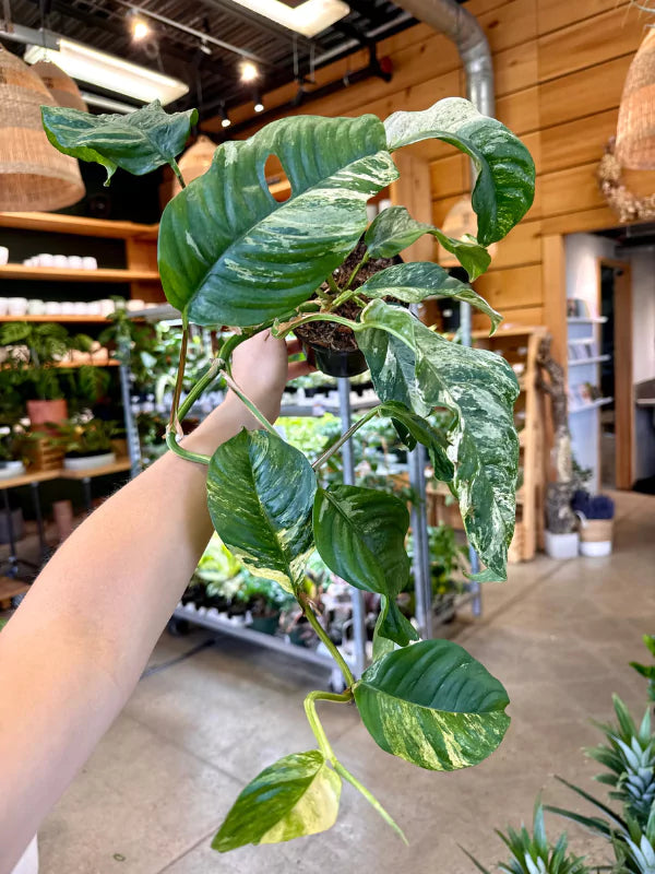 Monstera lechleriana variegata - Fleuriste Binette &amp; Filles - Montréal