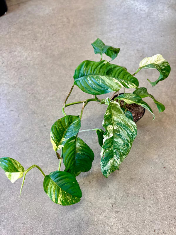 Monstera lechleriana variegata - Fleuriste Binette &amp; Filles - Montréal