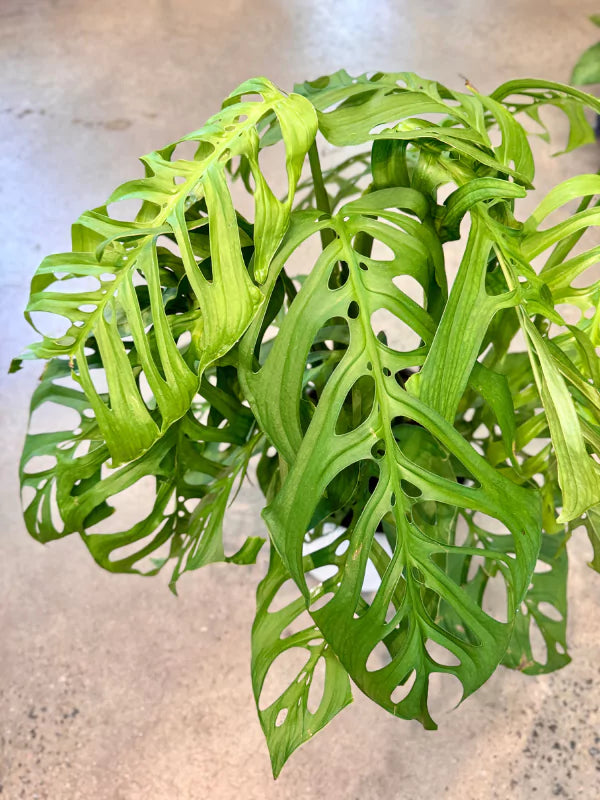 Monstera esqueleto - Fleuriste Binette &amp; Filles - Montréal