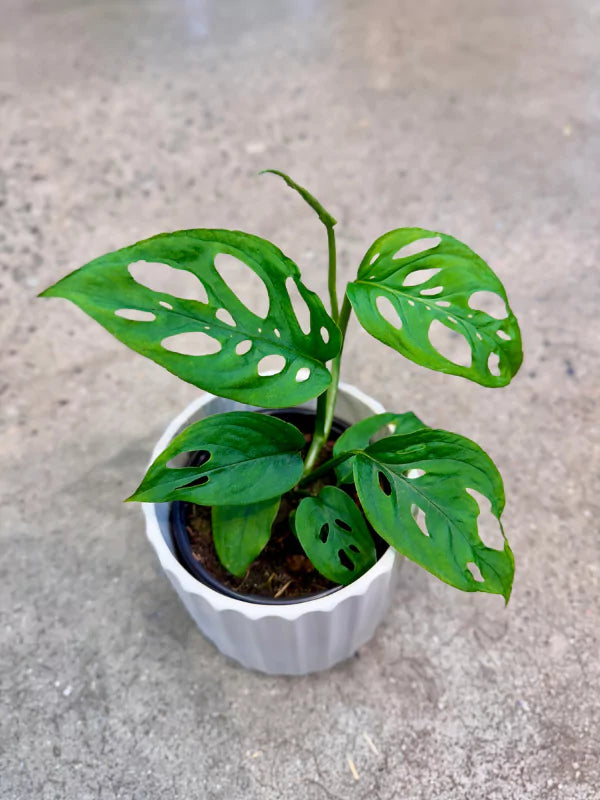 Monstera esqueleto - Fleuriste Binette &amp; Filles - Montréal