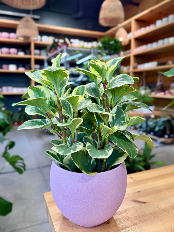 Peperomia Obtusifolia Variegata - Fleuriste Binette &amp; Filles - Montréal