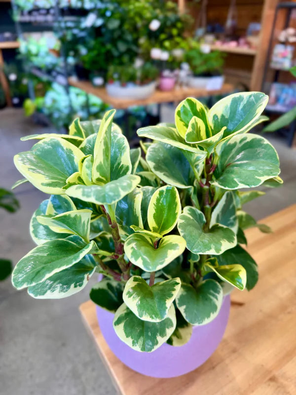 Peperomia Obtusifolia Variegata - Fleuriste Binette &amp; Filles - Montréal