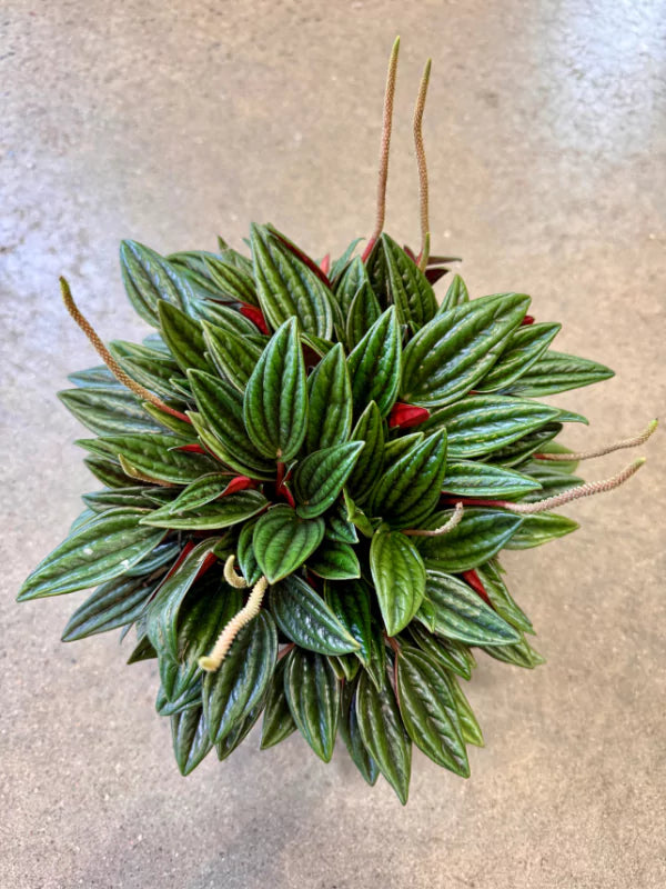 Peperomia caperata 'Rosso' - Fleuriste Binette & Filles - Montréal