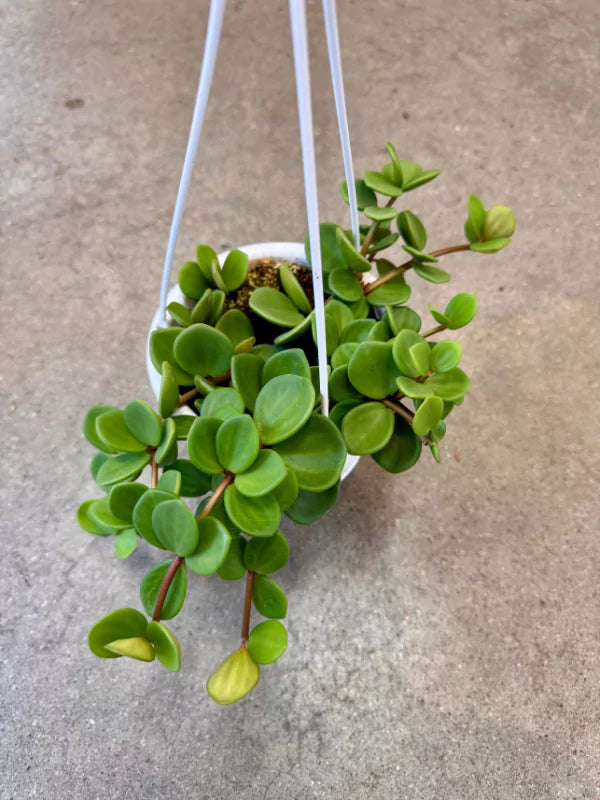 Peperomia hope - Fleuriste Binette et filles - Montréal