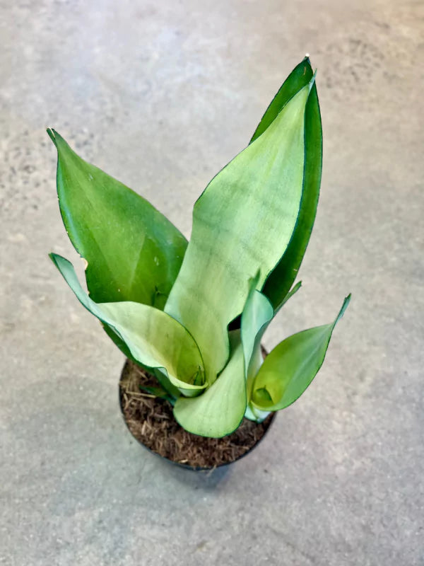 Sansevieria Moonshine - Fleuriste Binette &amp; Filles - Montréal