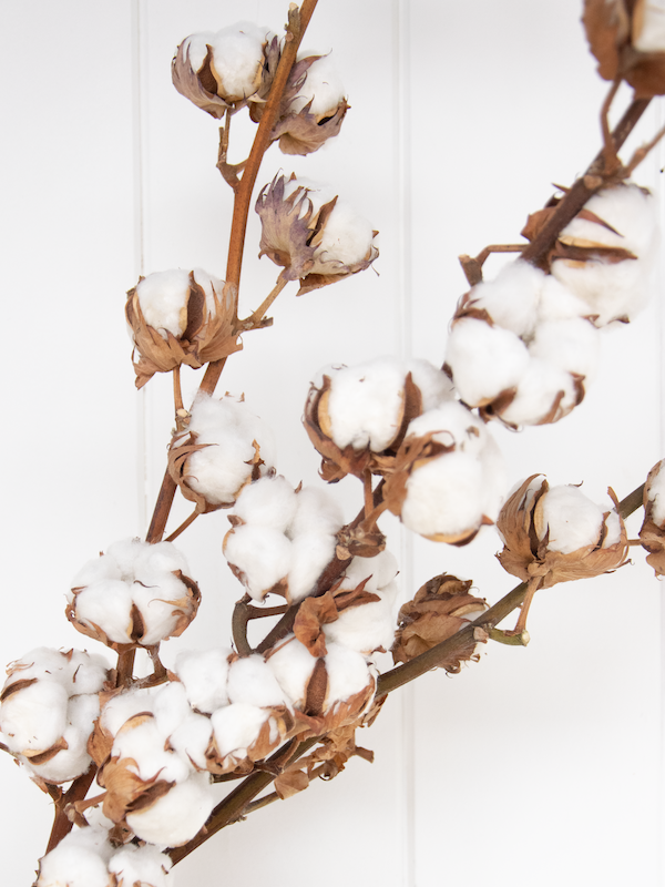 Tiges de coton - Fleuriste Binette et filles - Montréal Montréal