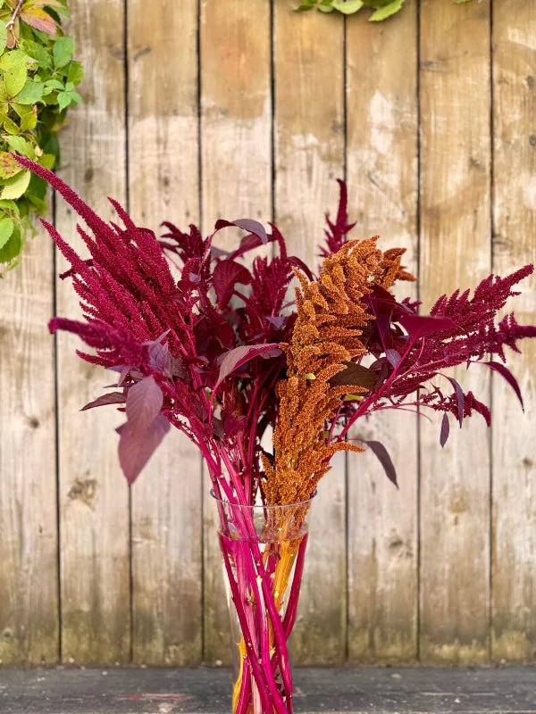 Bouquet d&#39;Amaranthes du Québec - Fleuriste Binette et filles - Montréal Montréal