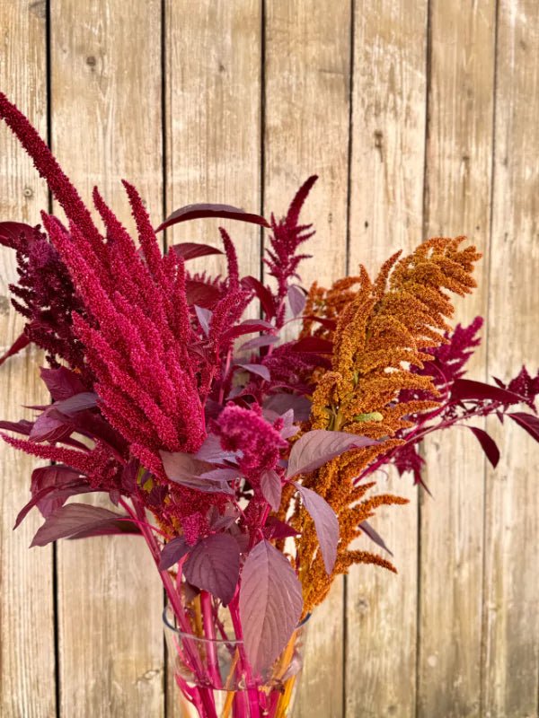 Bouquet d&#39;Amaranthes du Québec - Fleuriste Binette et filles - Montréal Montréal