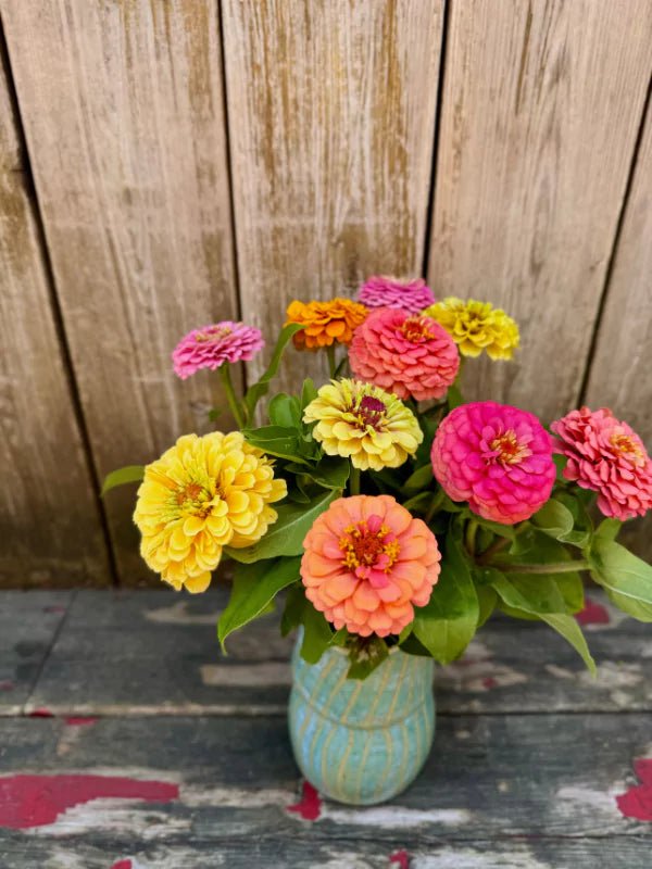 Bouquet de Zinnias du Québec - Fleuriste Binette et filles - Montréal Montréal