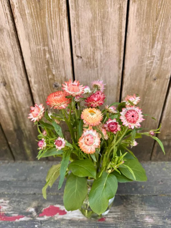 Bouquet d&#39;Immortelles du Québec - Fleuriste Binette et filles - Montréal Montréal