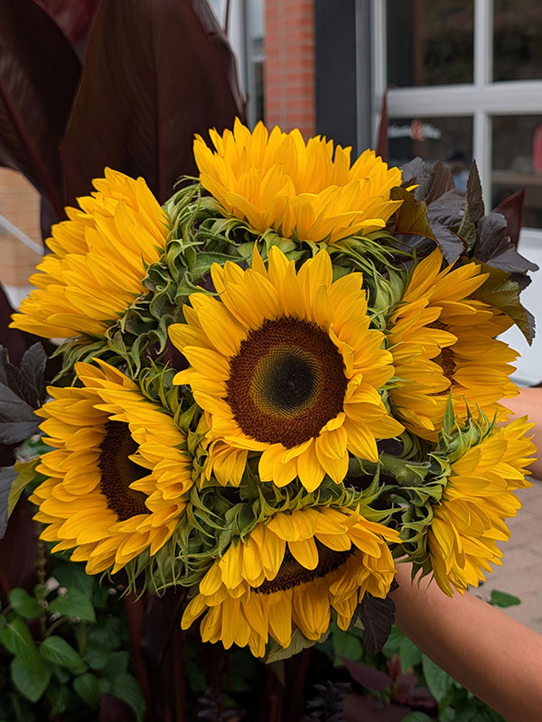 Bouquetd e tournesols - production locale