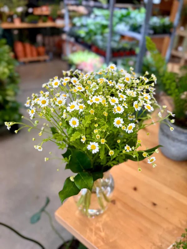Bouquets de Matricaires du Québec - Fleuriste Binette et filles - Montréal Montréal
