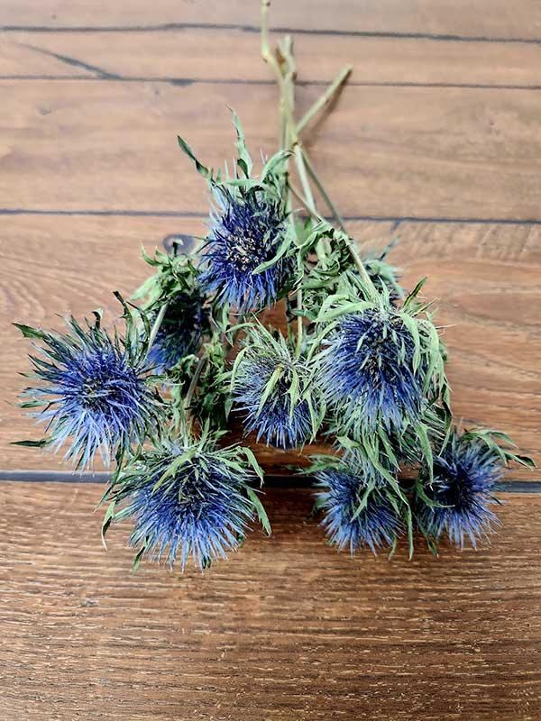Eryngium Séché - Fleuriste Binette et filles - Montréal Montréal