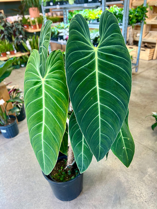 Philodendron Melanochrysum