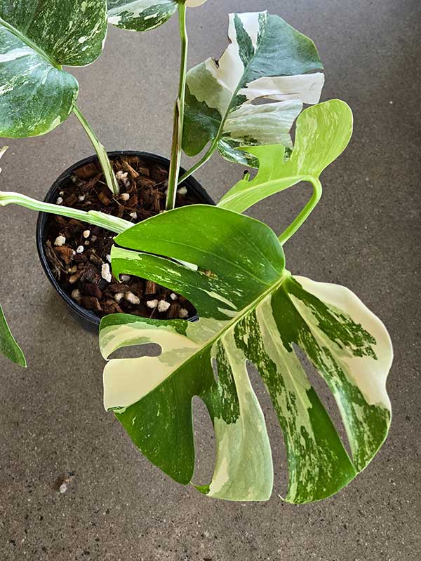 Monstera albo - monstera borsigiana