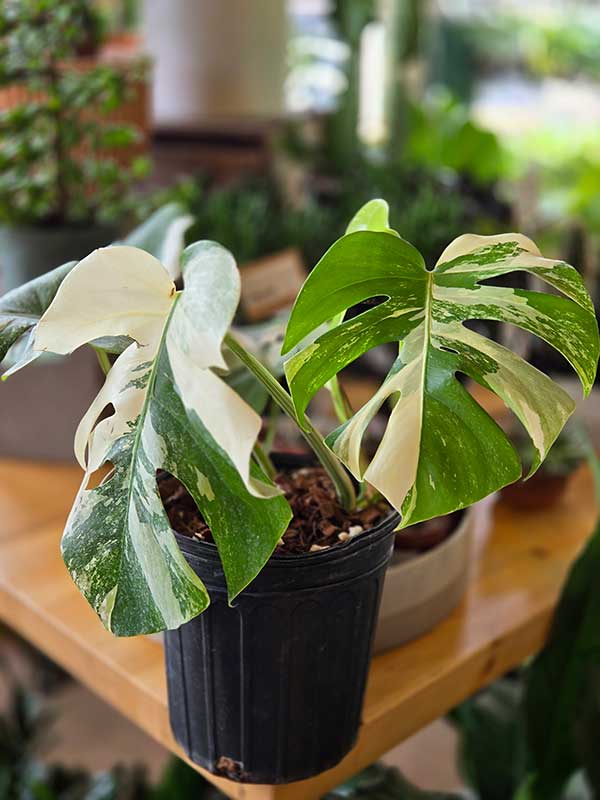 Monstera borsigiana albo MOntréal