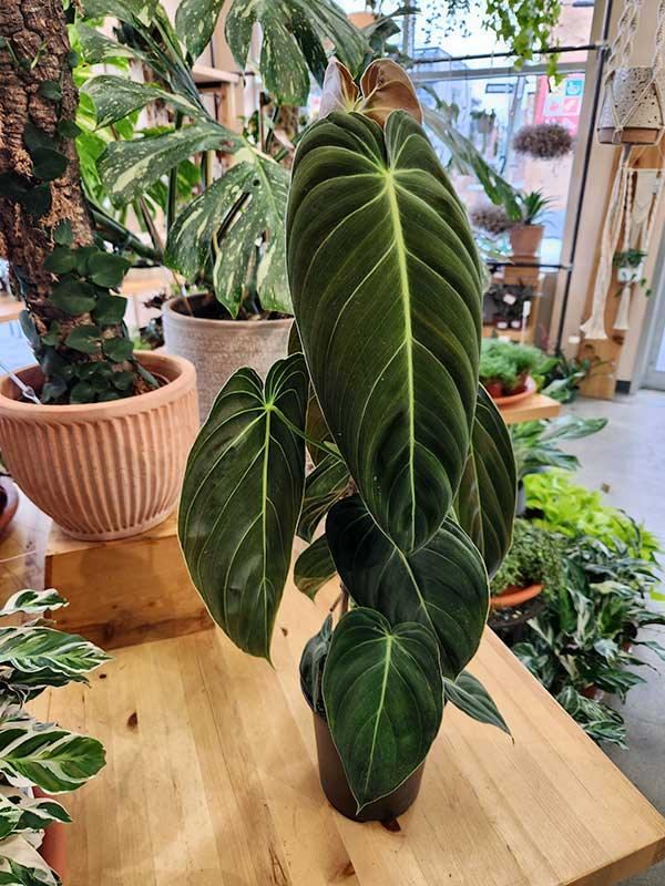 Philodendron melanochrysum