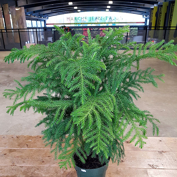 Araucaria Pin de Norfolk