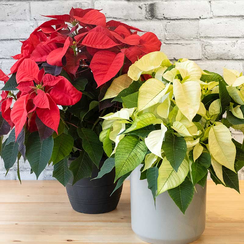 Poinsettias pour le temps des fêtes. Produit ici au Québec