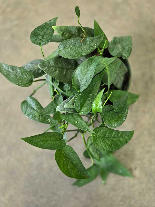 Pothos Cebu Blue Binette et filles Montréal