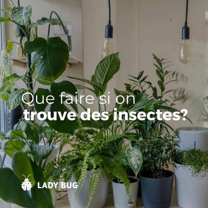 Atelier sur la Phytoprotection - Fleuriste Binette &amp; Filles - Montréal