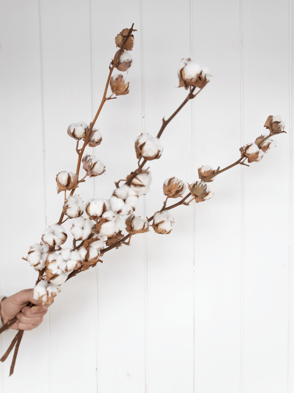 Tiges de coton - Fleuriste Binette et filles - Montréal Montréal