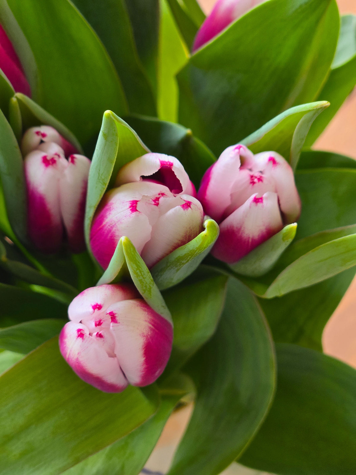 Bouquet de tulipes de l&#39;ile-du-prince-edouard